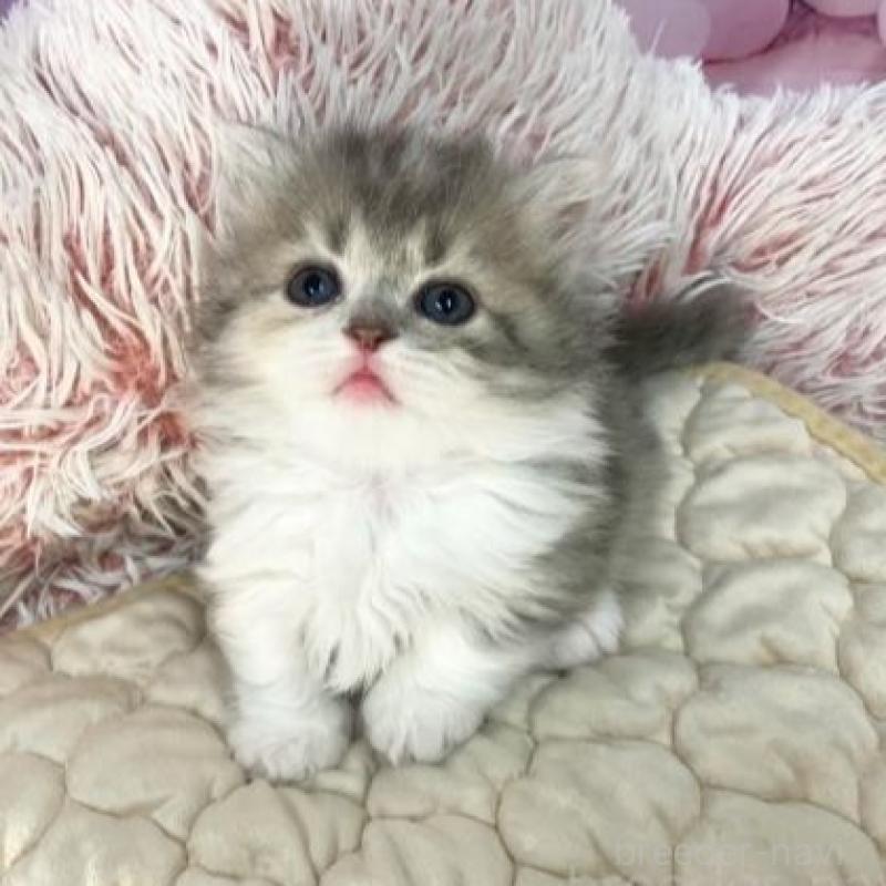 販売中の大阪府のマンチカン(短足)-139568の4枚目