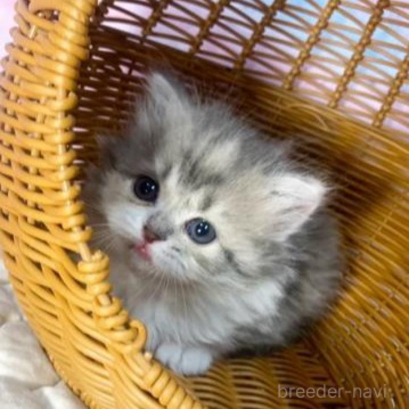 販売中の大阪府のマンチカン(短足)-139568の3枚目