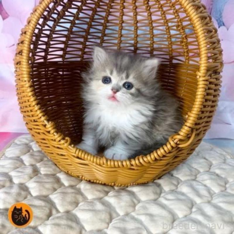 販売中の大阪府のマンチカン(短足)-139568