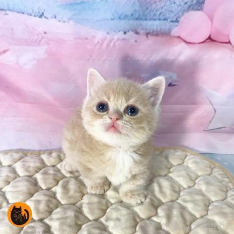 販売中の大阪府のマンチカン(短足)-139569