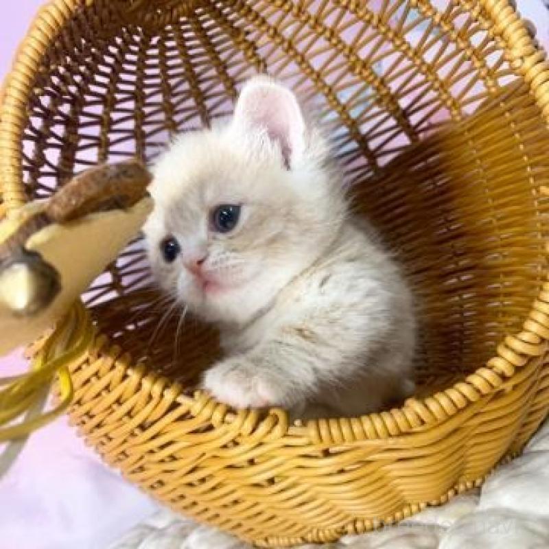 販売中の大阪府のマンチカン(短足)-139569の6枚目