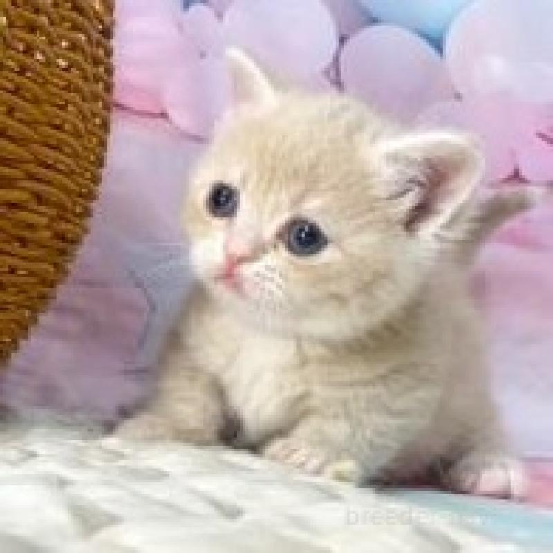 販売中の大阪府のマンチカン(短足)-139569の5枚目