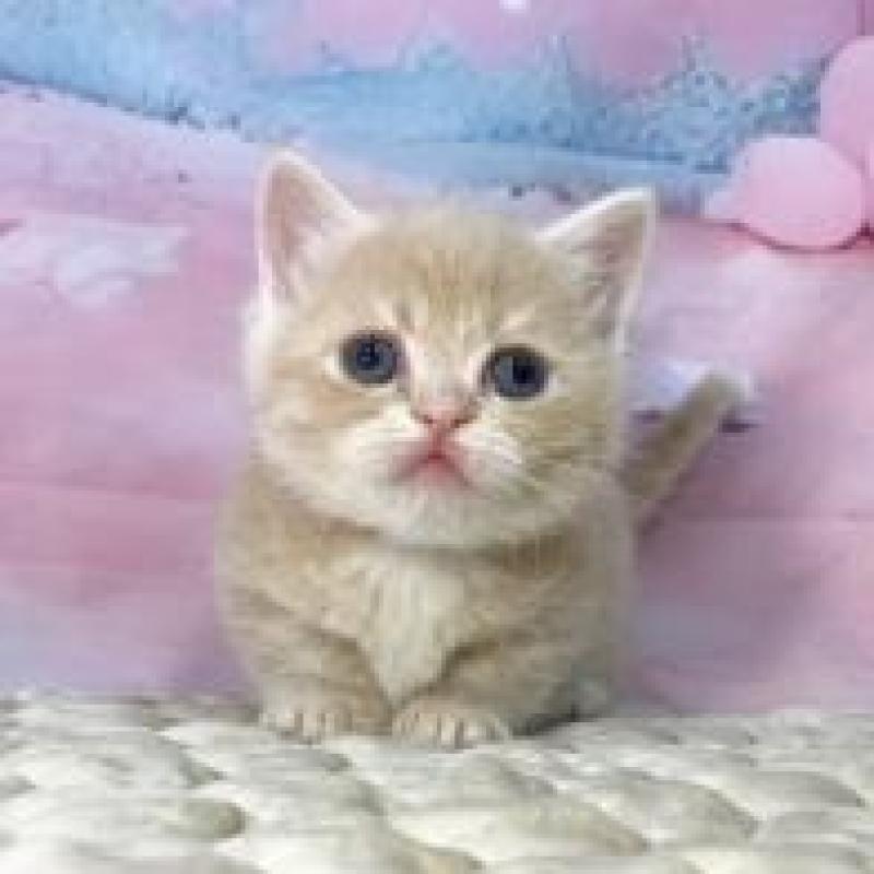 販売中の大阪府のマンチカン(短足)-139569の4枚目