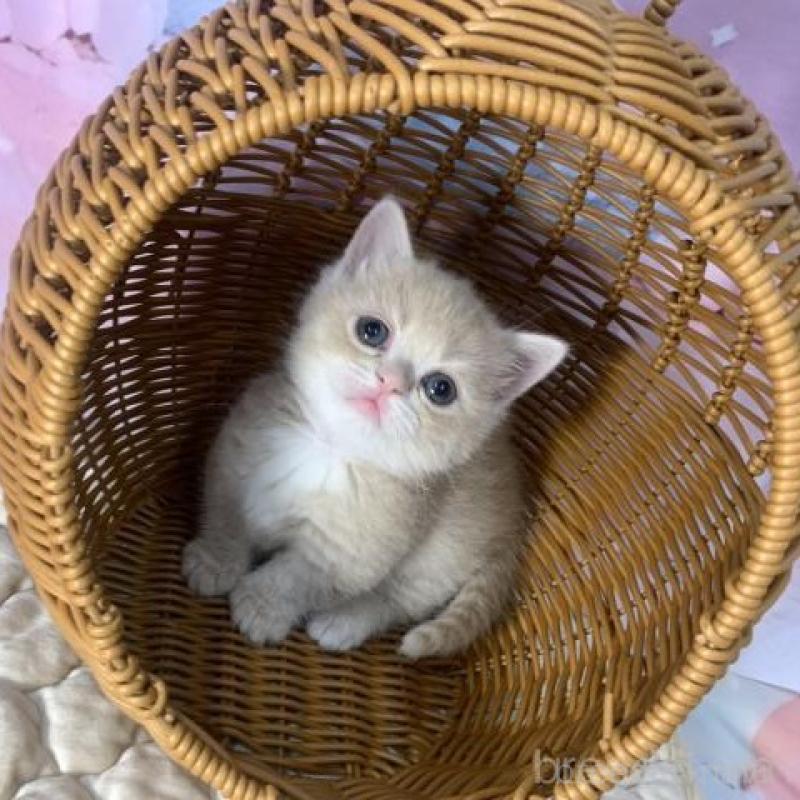 販売中の大阪府のマンチカン(短足)-139569の3枚目