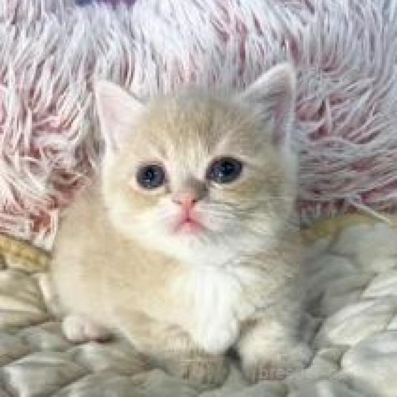 販売中の大阪府のマンチカン(短足)-139569の2枚目