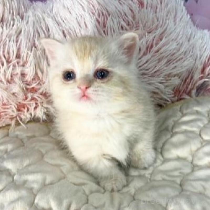 販売中の大阪府のマンチカン(短足)-139570の6枚目