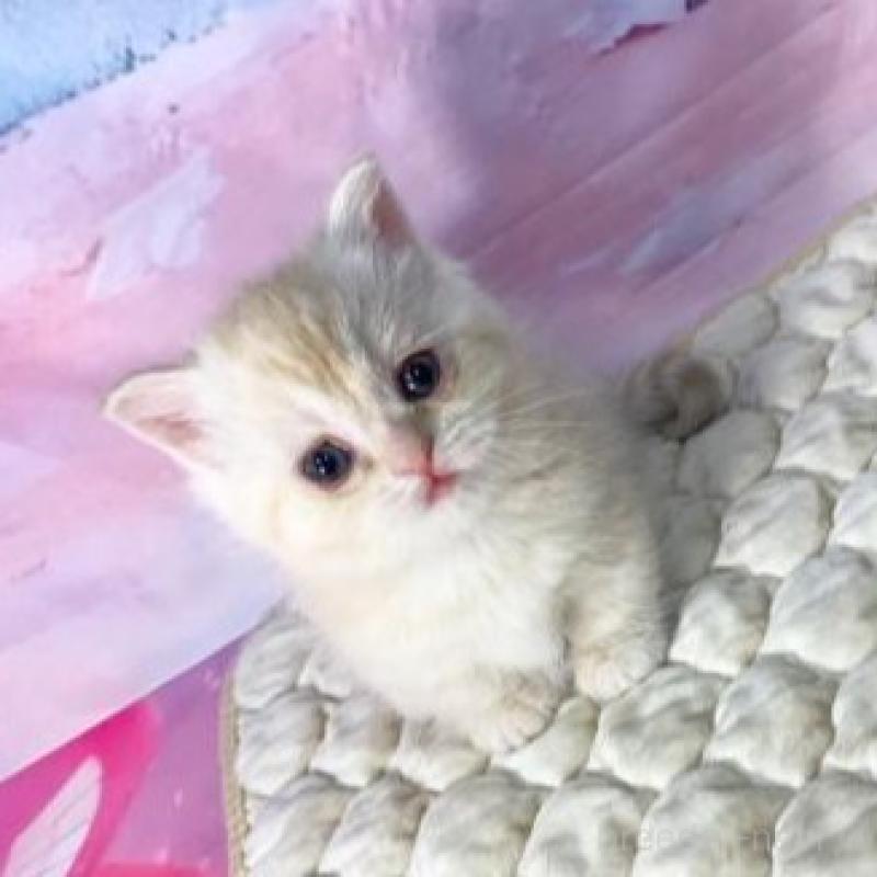 販売中の大阪府のマンチカン(短足)-139570の5枚目