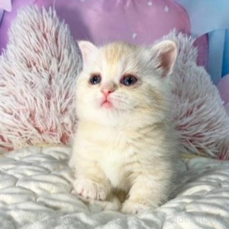 販売中の大阪府のマンチカン(短足)-139570の4枚目