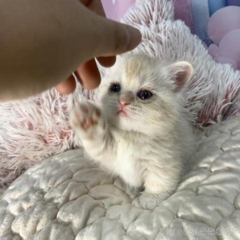 販売中の大阪府のマンチカン(短足)-139570の3枚目