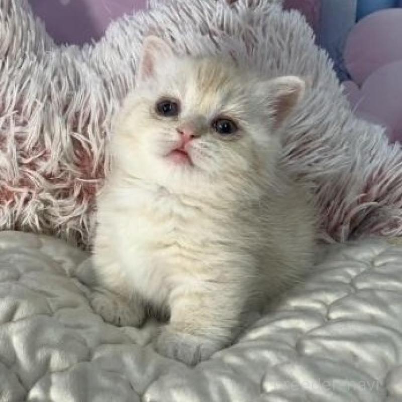 販売中の大阪府のマンチカン(短足)-139570の2枚目