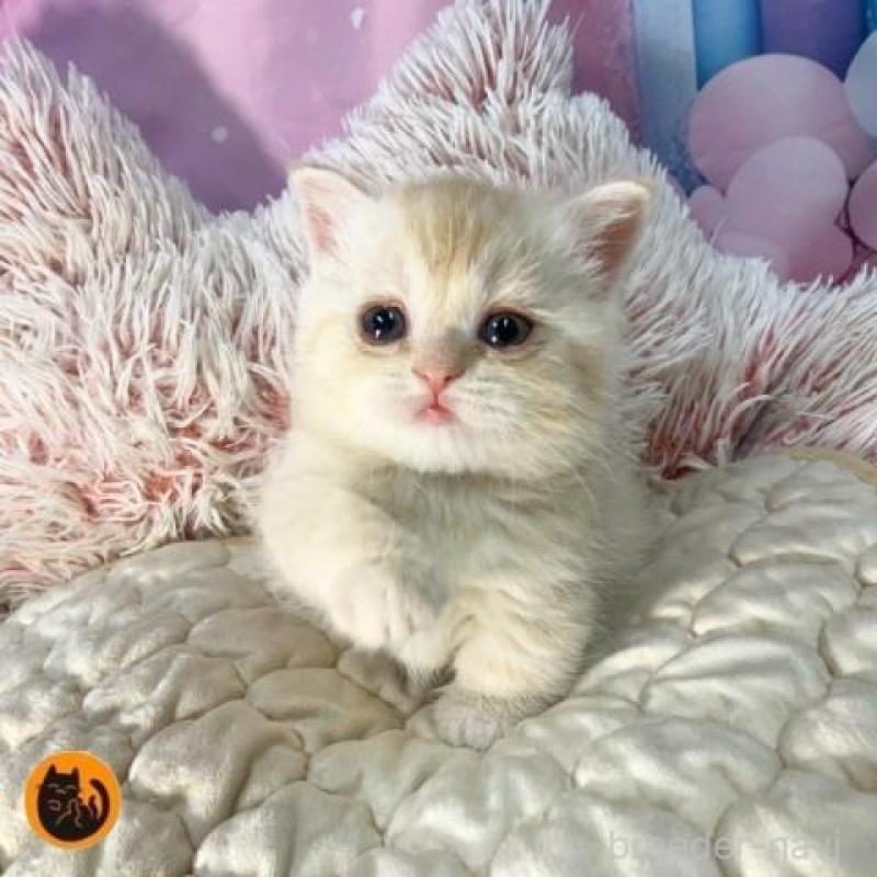 販売中の大阪府のマンチカン(短足)-139570