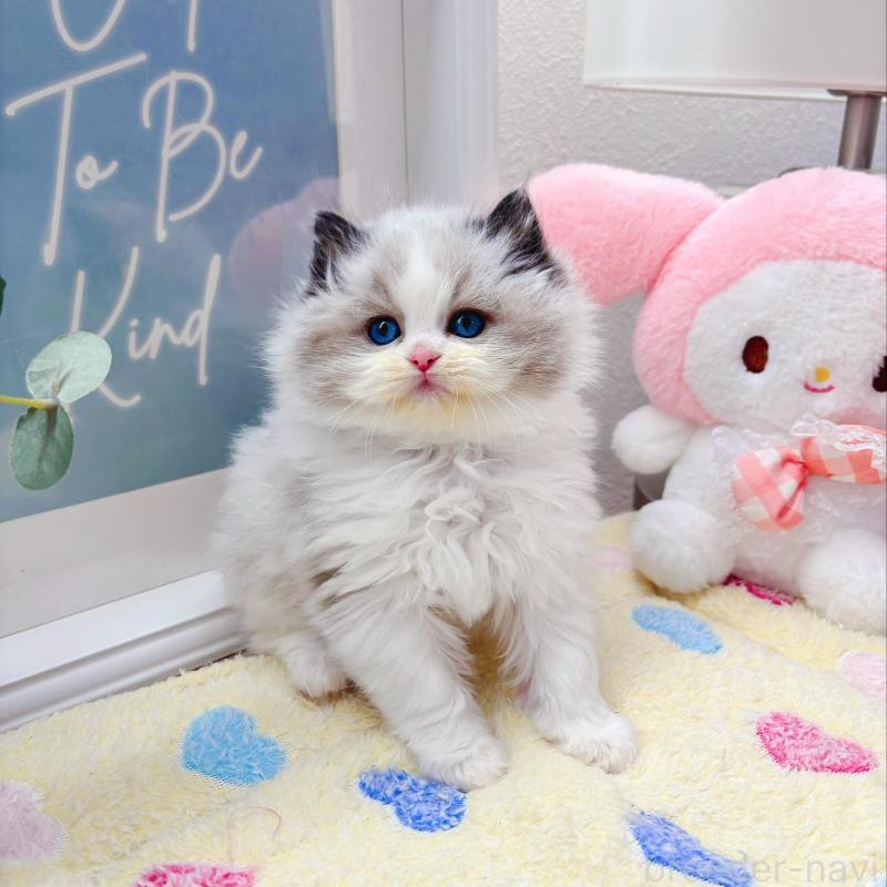 販売中の兵庫県のラグドール-139571の1枚目