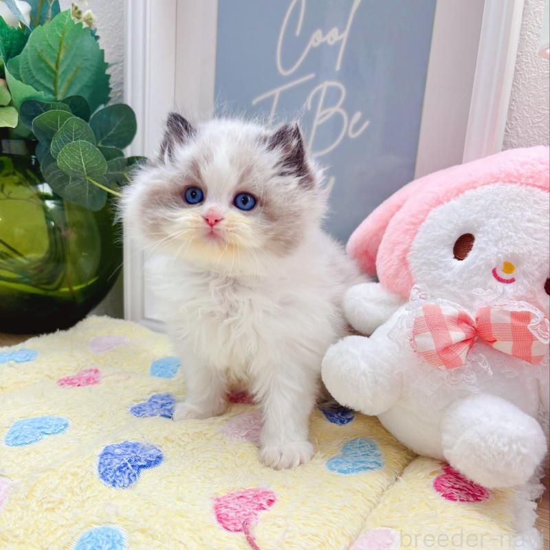 販売中の兵庫県のラグドール-139571の6枚目