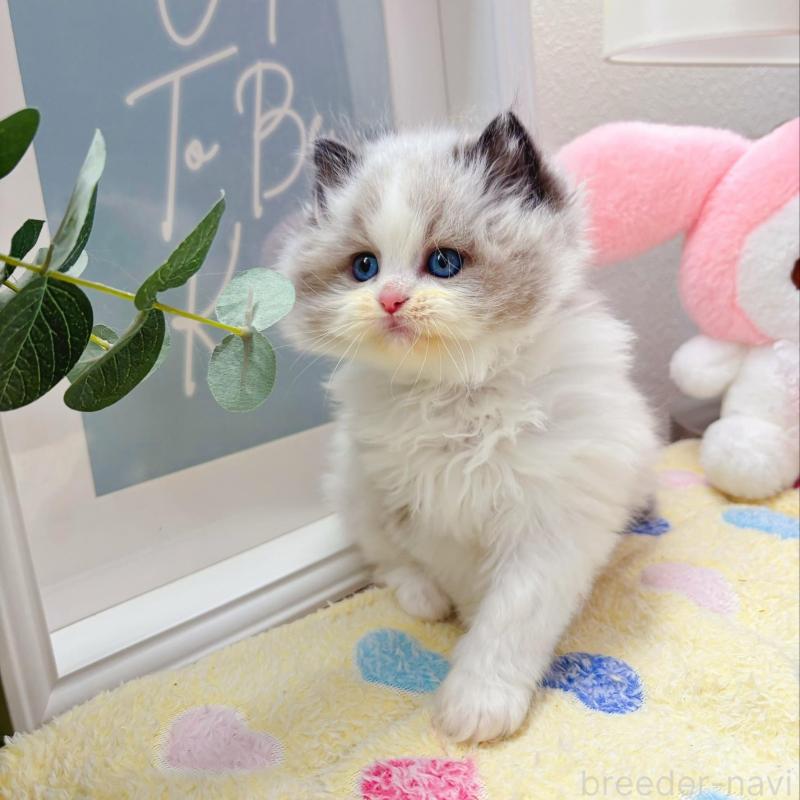 販売中の兵庫県のラグドール-139571の5枚目