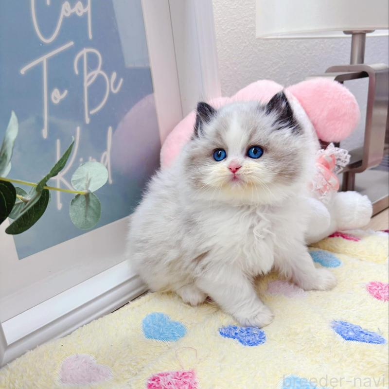 販売中の兵庫県のラグドール-139571の4枚目