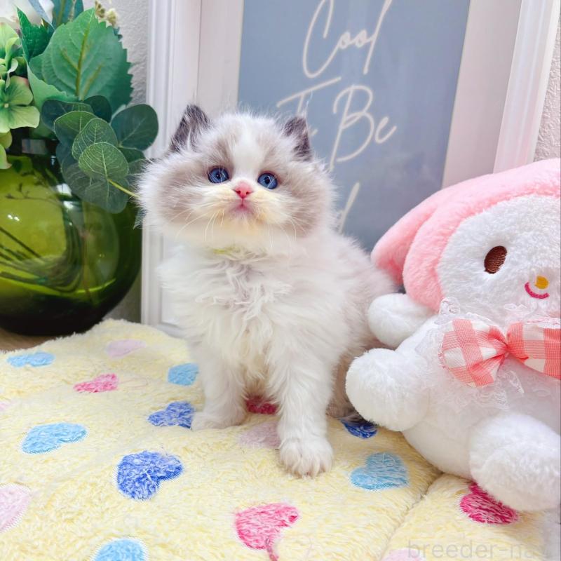 販売中の兵庫県のラグドール-139571の3枚目