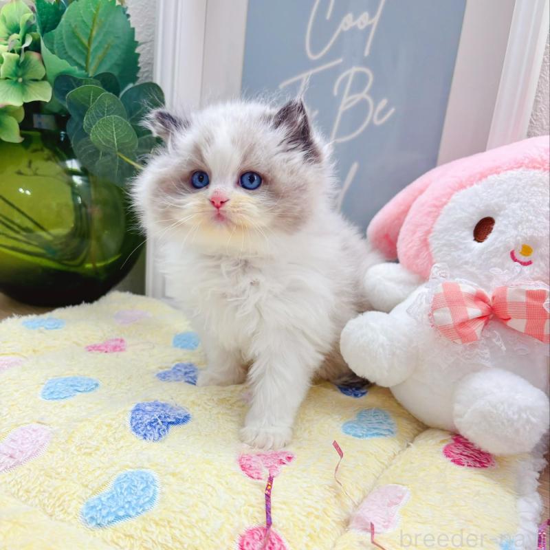 販売中の兵庫県のラグドール-139571の2枚目