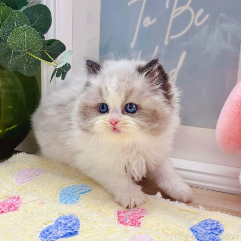 販売中の兵庫県のラグドール-139572の3枚目