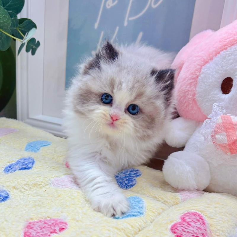 販売中の兵庫県のラグドール-139572の2枚目