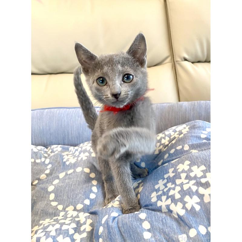 販売中の東京都のロシアンブルー-136805の12枚目