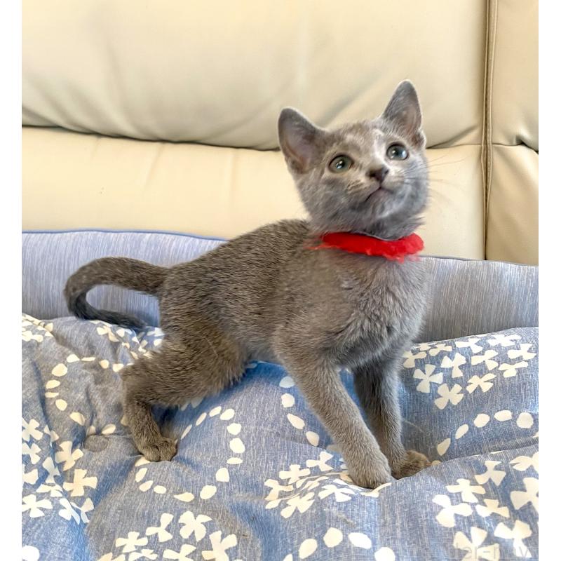 販売中の東京都のロシアンブルー-136805の11枚目