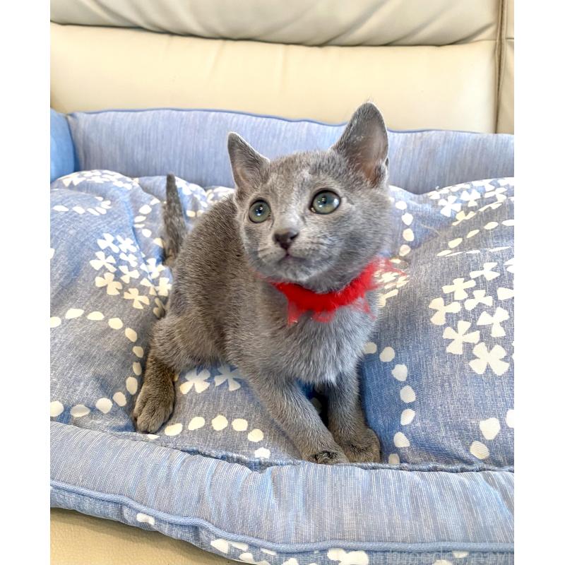 販売中の東京都のロシアンブルー-136805の10枚目