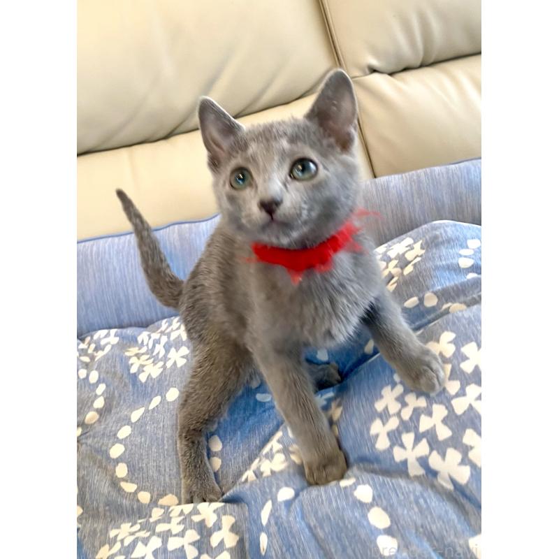 販売中の東京都のロシアンブルー-136805の9枚目