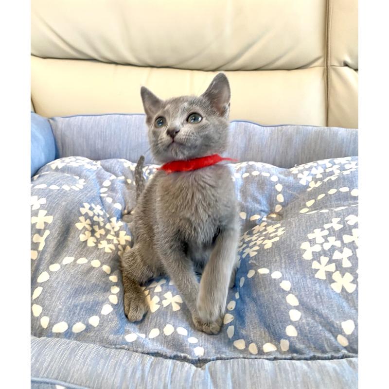 販売中の東京都のロシアンブルー-136805の8枚目