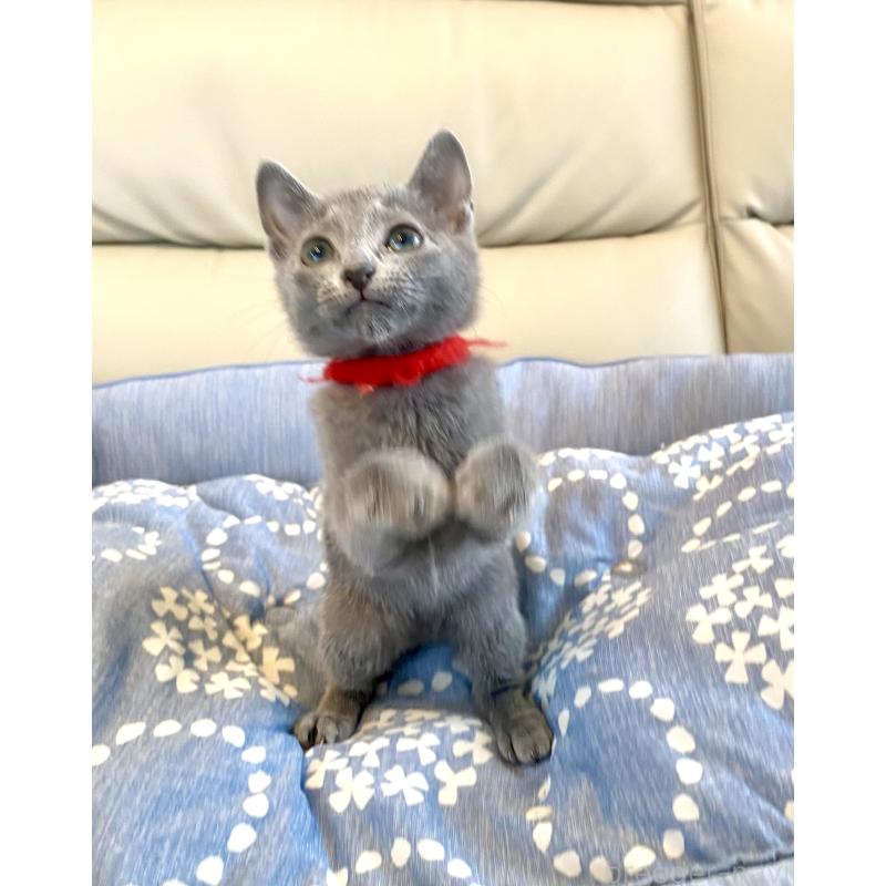 販売中の東京都のロシアンブルー-136805の7枚目