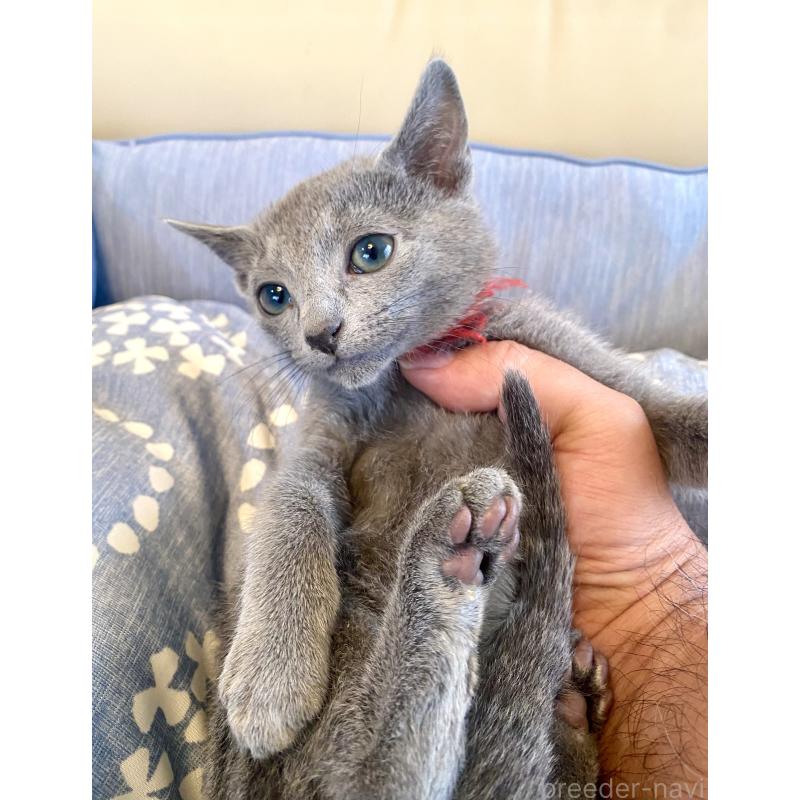 販売中の東京都のロシアンブルー-136805の6枚目