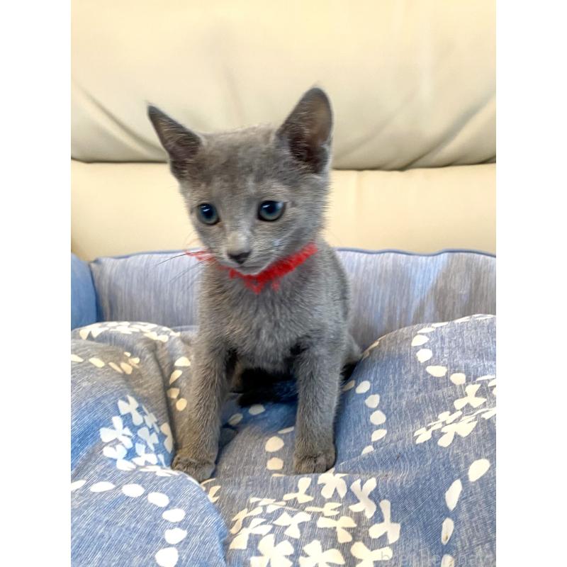 販売中の東京都のロシアンブルー-136805の5枚目