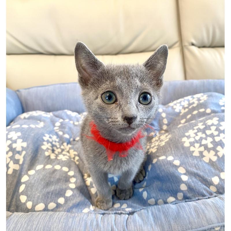 販売中の東京都のロシアンブルー-136805の1枚目