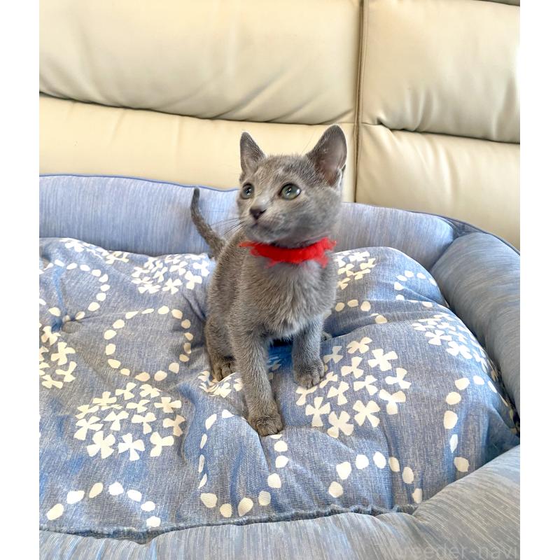 販売中の東京都のロシアンブルー-136805の4枚目