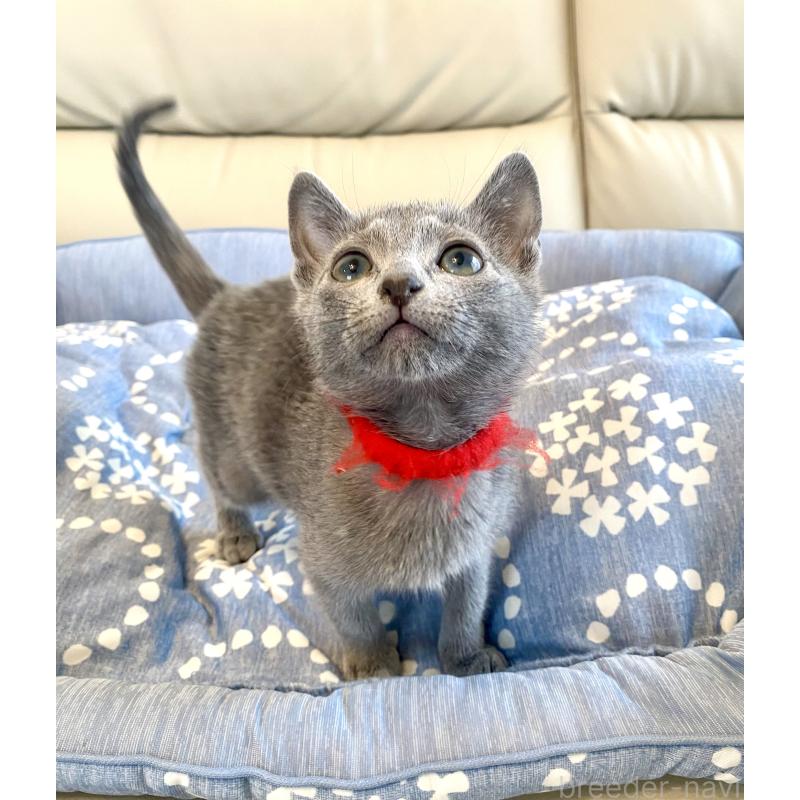 販売中の東京都のロシアンブルー-136805の2枚目