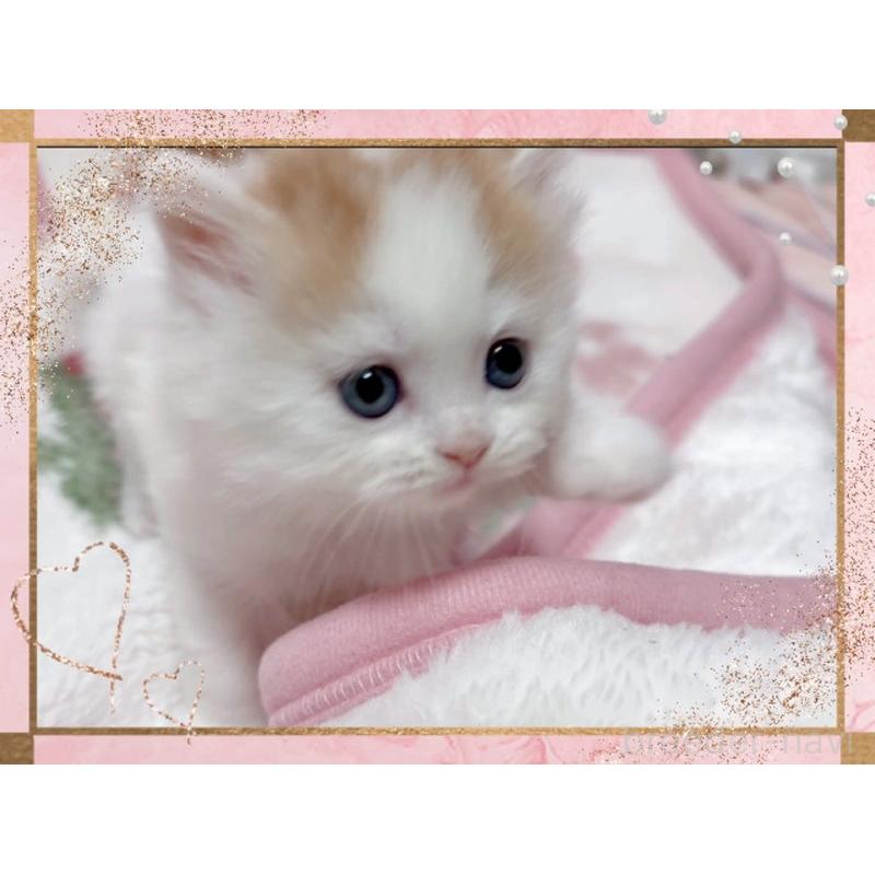 販売中の愛媛県のスコティッシュフォールド-139576の5枚目