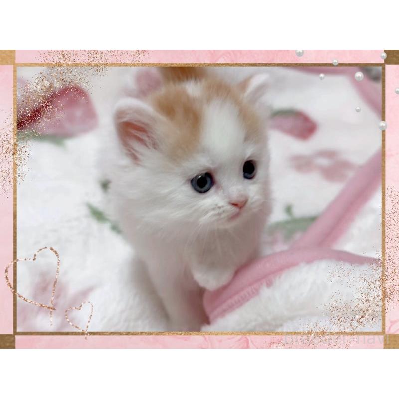 販売中の愛媛県のスコティッシュフォールド-139576の4枚目