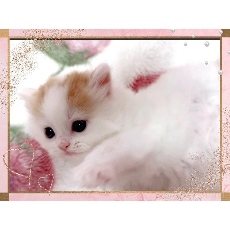 販売中の愛媛県のスコティッシュフォールド-139576の3枚目