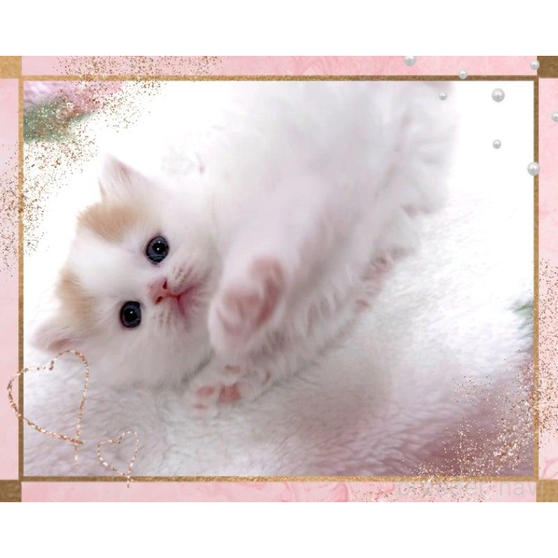 販売中の愛媛県のスコティッシュフォールド-139576の2枚目