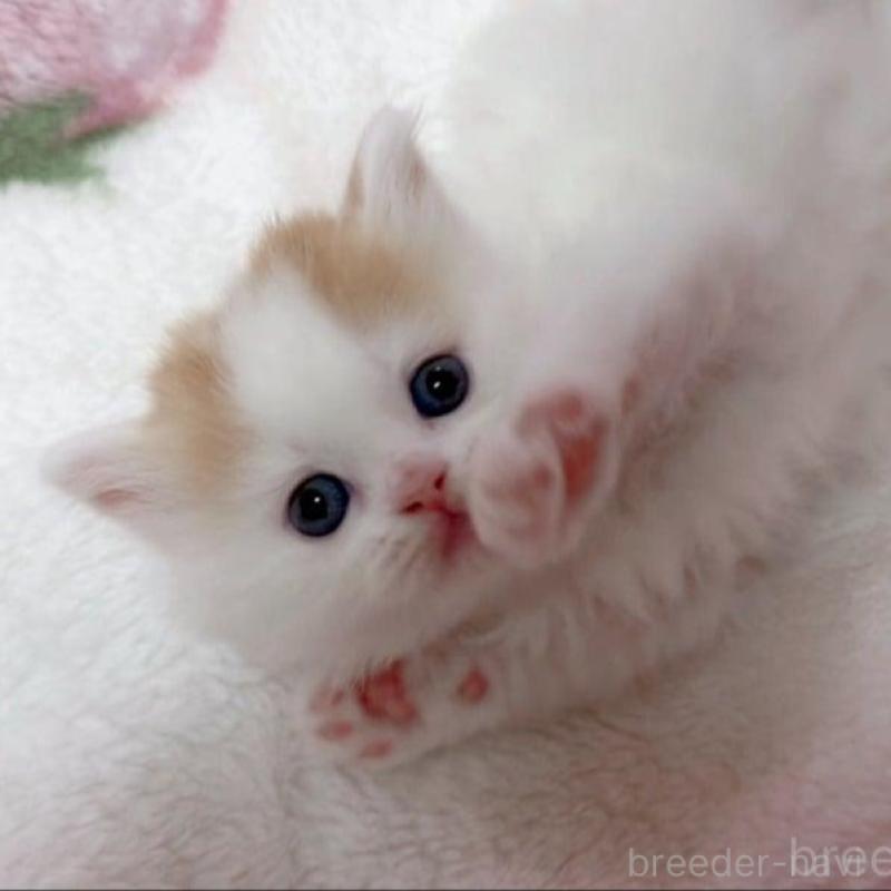 販売中の愛媛県のスコティッシュフォールド-139576の1枚目