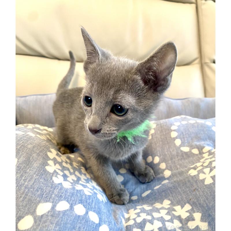 販売中の東京都のロシアンブルー-136804の10枚目