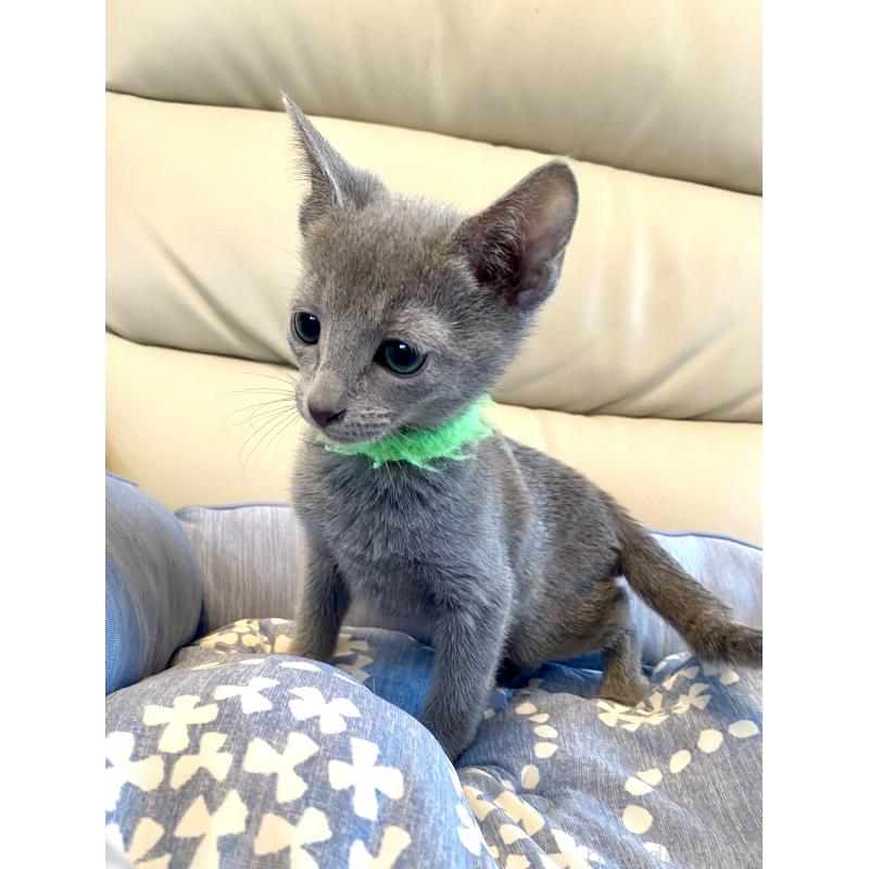 販売中の東京都のロシアンブルー-136804の1枚目