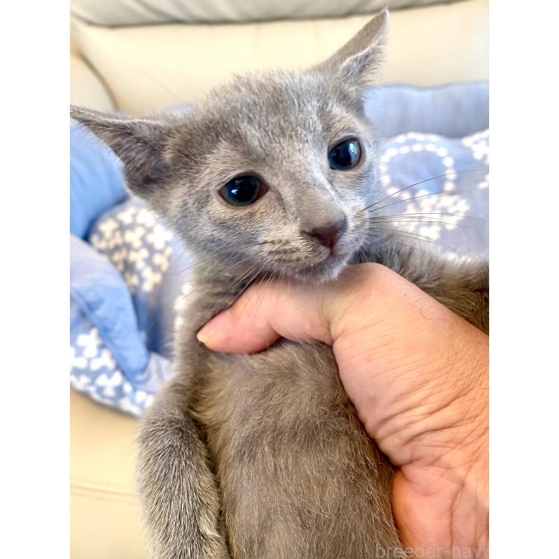 販売中の東京都のロシアンブルー-136804の9枚目