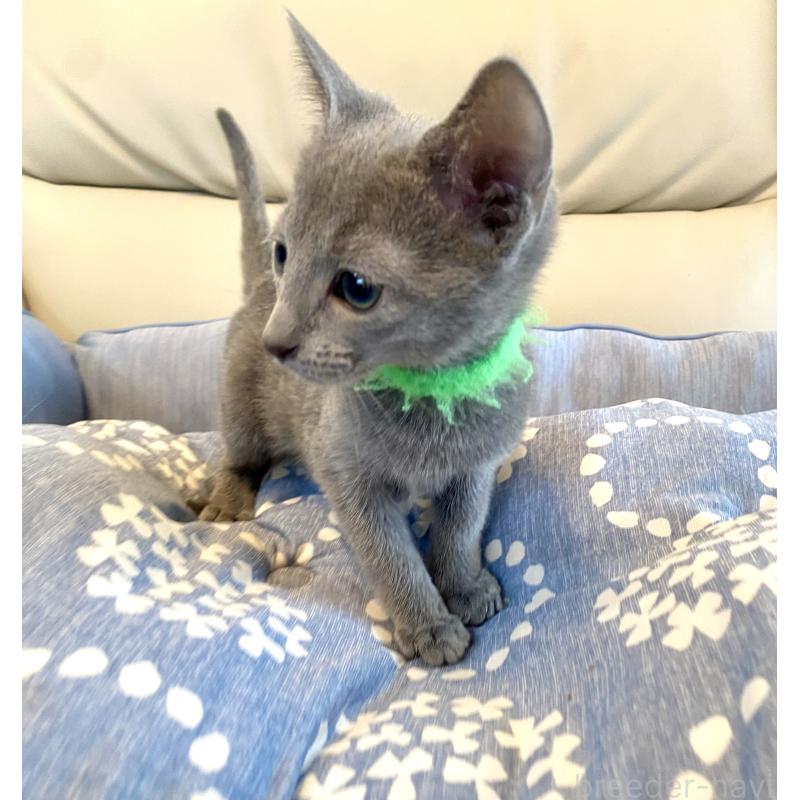 販売中の東京都のロシアンブルー-136804の8枚目