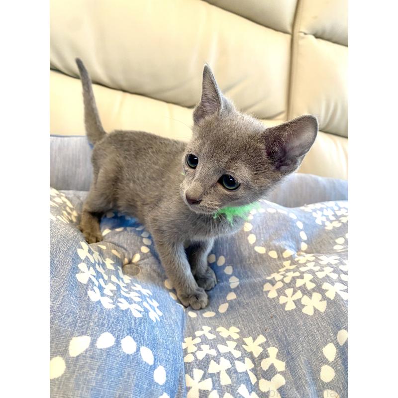 販売中の東京都のロシアンブルー-136804の7枚目