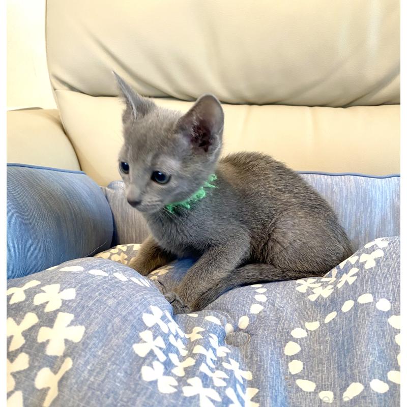 販売中の東京都のロシアンブルー-136804の6枚目