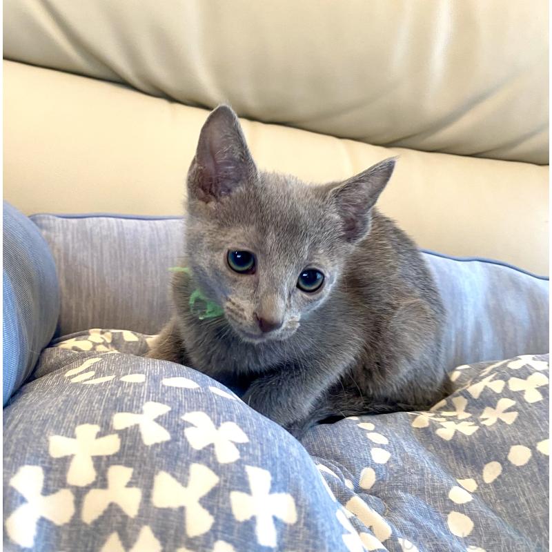 販売中の東京都のロシアンブルー-136804の5枚目