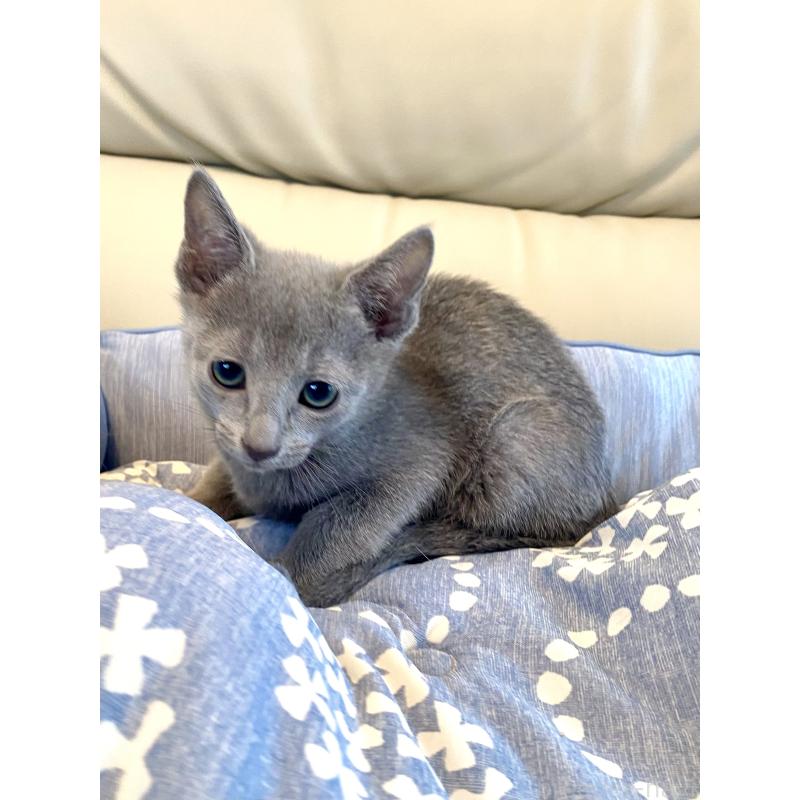 販売中の東京都のロシアンブルー-136804の4枚目