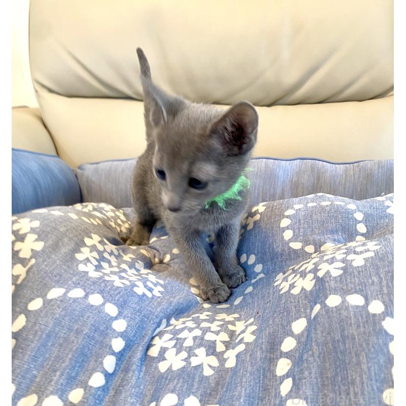 販売中の東京都のロシアンブルー-136804の3枚目