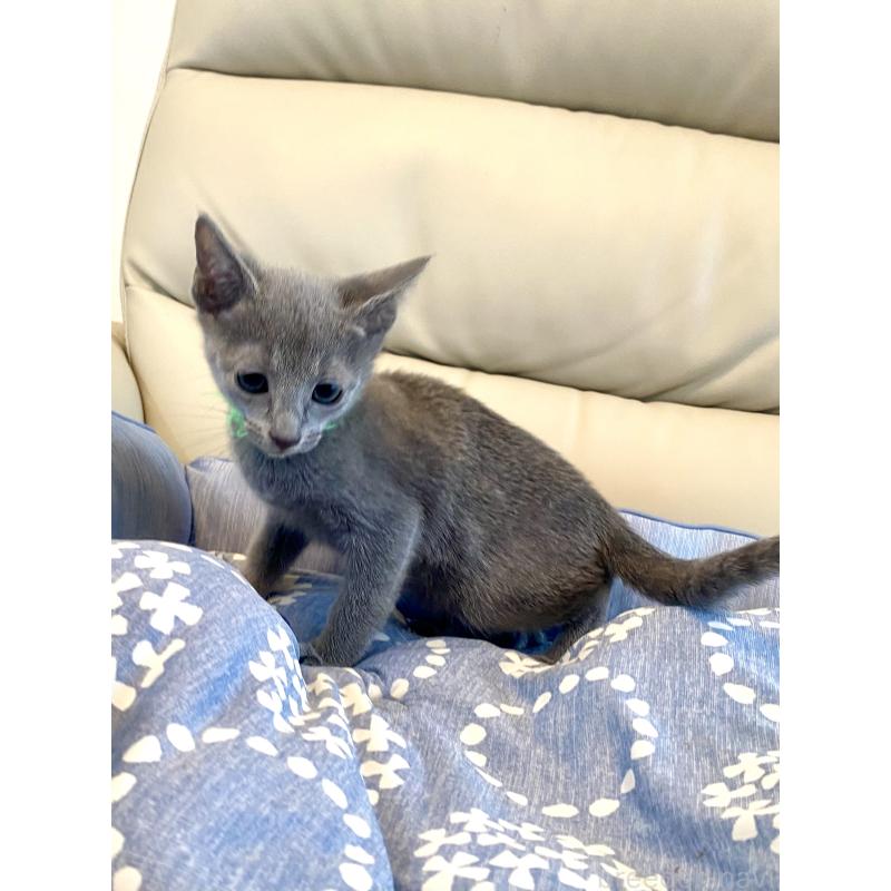 販売中の東京都のロシアンブルー-136804の2枚目