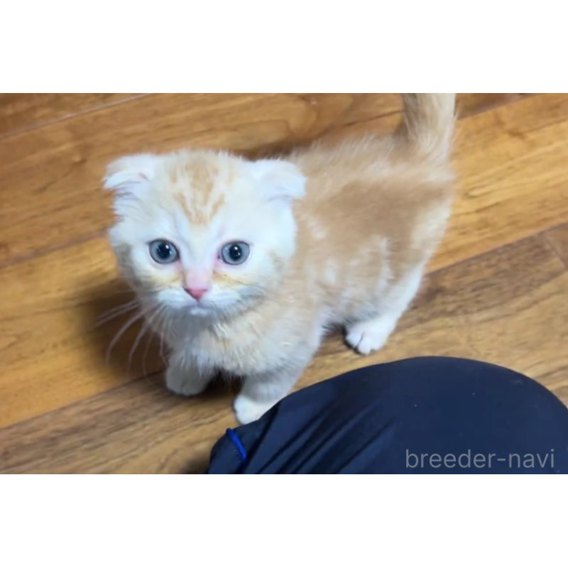 販売中の茨城県のスコティッシュフォールド(折れ耳)-139577の5枚目